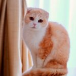 스코티시 폴드 특징부터 성격, 유전병 모든 정보 스코티시 폴드 특징 1