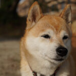 시바견 성격, 특징, 수명에 대한 모든 것 시바견 성격