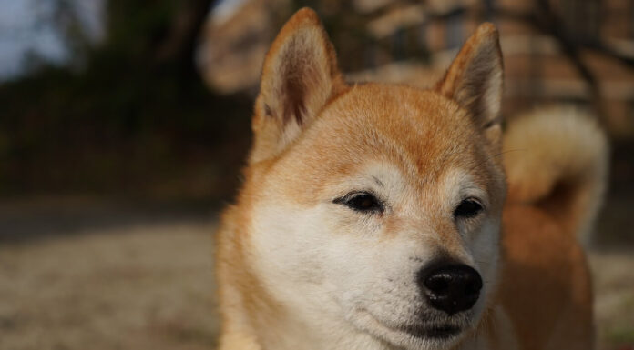 시바견 성격, 특징, 수명에 대한 모든 것 시바견 성격