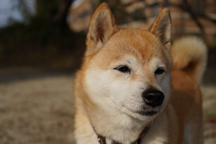 시바견 성격