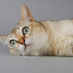 싱가푸라 특징과 성격 세상에서 제일 작은 고양이 싱가푸라 특징 1