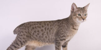 아메리칸 밥테일 특징과 성격 그리고 돌보는 법 아메리칸 밥테일 특징 1