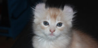 고양이 아메리칸 컬 특징부터 성격, 돌보는 법 아메리칸 컬 특징 2