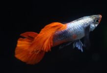 열대어 구피 키우기 10가지 정보 – 수명, 크기, 번식 열대어 구피 키우기