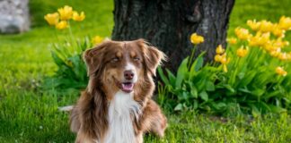 오스트레일리안 셰퍼드에 대한 모든 것 (성격, 수명, 질병, 키우는 법) 오스트레일리안 셰퍼드