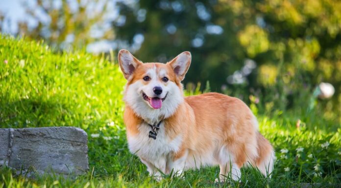 펨브록 웰시 코기 성격, 특징, 수명, 돌보는 법에 대한 모든 것 웰시 코기 성격