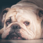 투견에서 반려견이 된 잉글리쉬 불독 특징과 성격 잉글리쉬 불독 특징