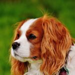 카발리에 킹 찰스 스패니얼에 대한 모든 것 (성격, 수명, 질병) 카발리에 킹 찰스 스패니얼