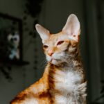 코니시 렉스 특징부터 성격, 돌보는 법 모든 정보 코니시 렉스 특징 4