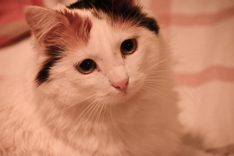 수영하는 고양이 터키시 반 특징과 성격, 돌보는 법