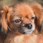 티베탄 스패니얼에 대한 모든 것 (성격, 수명, 질병, 키우는 법) 티베탄 스패니얼