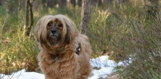 티베탄 테리어에 대한 모든 것 (성격, 수명, 질병, 키우는 법) 티베탄 테리어