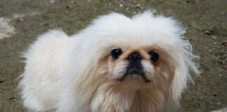 페키니즈 특징과 성격, 수명 및 돌보는 법 페키니즈 특징