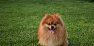 작지만 큰 포메라니안 성격, 특징, 수명에 대한 모든 것 포메라니안 성격