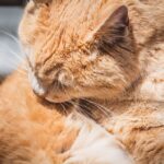 고양이 헤어볼 구토 원인 및 예방법 헤어볼 구토 원인