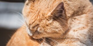 고양이 헤어볼 구토 원인 및 예방법 헤어볼 구토 원인