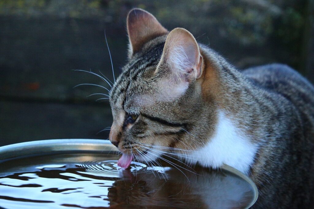 고양이 물 많이 먹이는 요령