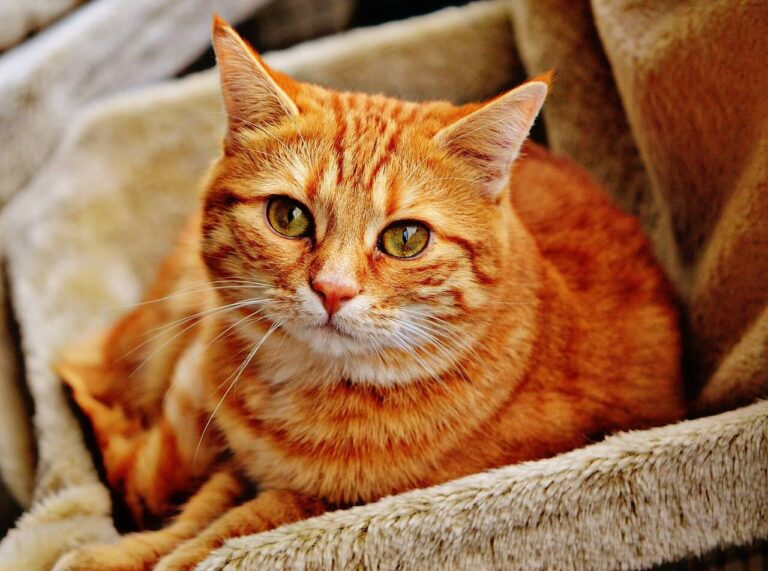 고양이 구내염 입병 증상 원인 치료 5가지 정보