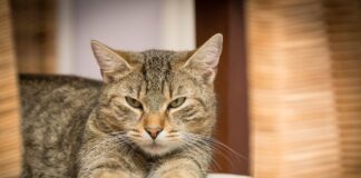 최고의 고양이 두부 모래 5가지 추천 및 구매 가이드 고양이 두부 모래