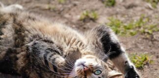 최고의 고양이 벤토나이트 모래 5가지 및 구매 가이드 고양이 모래