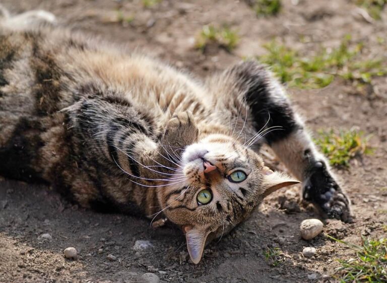 최고의 고양이 벤토나이트 모래 5가지 및 구매 가이드