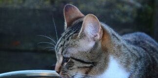 고양이 물 많이 마시게 하는 방법 11가지 고양이 물 마시게 하는 방법