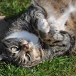 고양이 당뇨병 증상, 원인, 치료에 대한 모든 것 고양이 비만