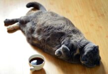 고양이 안는법 3가지 주의사항 안기고 싶은 신호 고양이 비만 뚱냥이