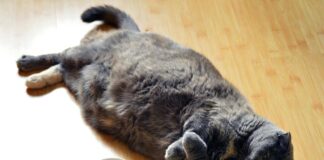 고양이 캣닢은 무엇이고 무슨 영향을 미칠까? 고양이 비만 뚱냥이