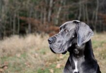 그레이트 데인 세계에서 가장 큰 개 성격과 특징 돌보는 법 그레이트 데인