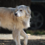 그레이트 피레니즈 북극곰 같은 개 성격과 특징 돌보는 법 그레이트 피레니즈