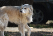 그레이트 피레니즈 북극곰 같은 개 성격과 특징 돌보는 법 그레이트 피레니즈