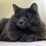 안개 고양이 네벨룽 특징부터 성격 수명 질병 키우는 법 네벨룽