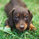 닥스훈트 소시지 개 성격과 특징 키우는 법 닥스훈트