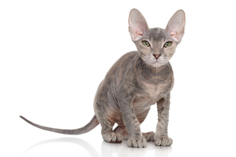 털 없는 돈스코이 고양이 특징 성격 수명 질병 키우는 법