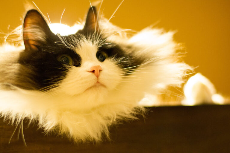 랙돌 사촌 라가머핀 고양이 특징 및 성격, 수명