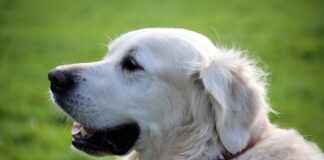 리트리버 종류 및 특징 6가지 유형 모두 알아보기 리트리버 종류