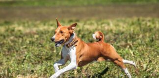 바센지 요들송 부르는 개 성격과 특징 돌보는 법 바센지