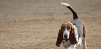 바셋 하운드 짧은 다리 큰 개 성격과 특징 바셋 하운드