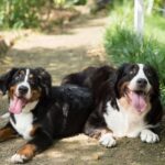 버니즈 마운틴 도그 거대하지만 다정한 성격과 특징 돌보는 법 버니즈 마운틴 도그