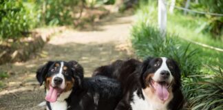 버니즈 마운틴 도그 거대하지만 다정한 성격과 특징 돌보는 법 버니즈 마운틴 도그
