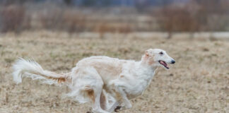 보르조이 귀족적인 개 성격과 특징 돌보는 법 보르조이