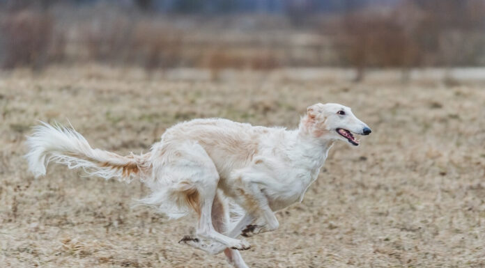 보르조이 귀족적인 개 성격과 특징 돌보는 법 보르조이