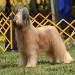 브리아드에 대한 모든 것 (성격, 수명, 질병, 키우는 법) 브리아드