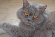 회색 고양이 종류 및 특징 7가지 품종 브리티쉬 롱헤어