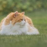 잃어버린 고양이 찾는 법 6단계 가이드 브리티시 롱헤어 키우기