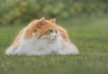 잃어버린 고양이 찾는 법 6단계 가이드 브리티시 롱헤어 키우기