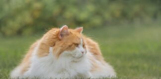 잃어버린 고양이 찾는 법 6단계 가이드 브리티시 롱헤어 키우기