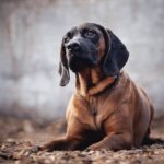 뛰어난 후각의 블러드하운드 개 성격과 특징에 대한 모든 것 블러드하운드 개