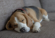 강아지 중성화 수술 시기 수술 후 변화 관리 부작용 대처법 비글 특징